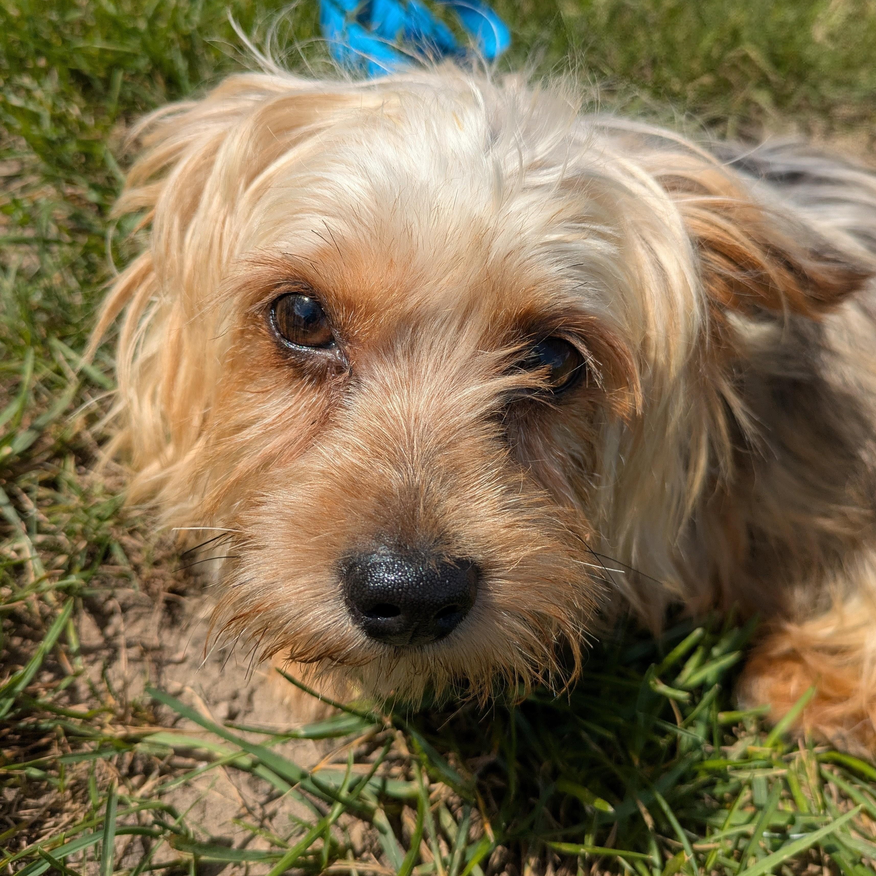 Chanel, a Adoptable Yorkshire Terrier in Hartland, WI image 4/6