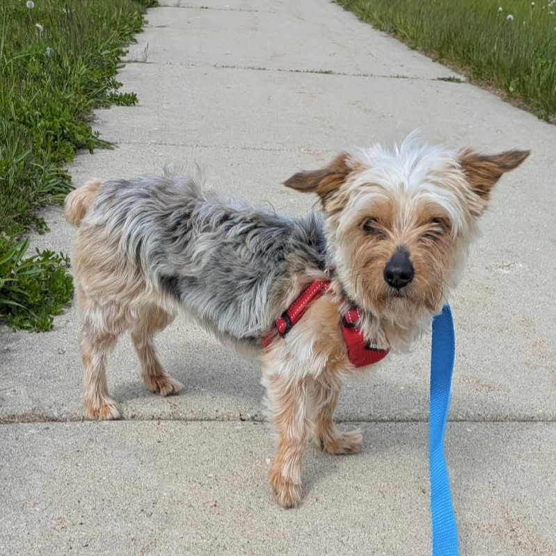 Enlarge Chanel, a Adoptable Yorkshire Terrier in Hartland, WI image 1/6