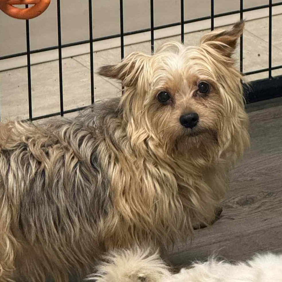 Chanel-Foster Home Needed