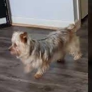 Chanel, a Adoptable Yorkshire Terrier in Hartland, WI image 5/6