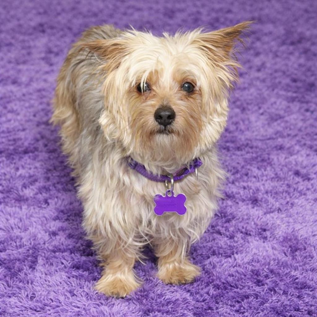 Chanel, Adoptable, Adult Female Yorkshire Terrier.