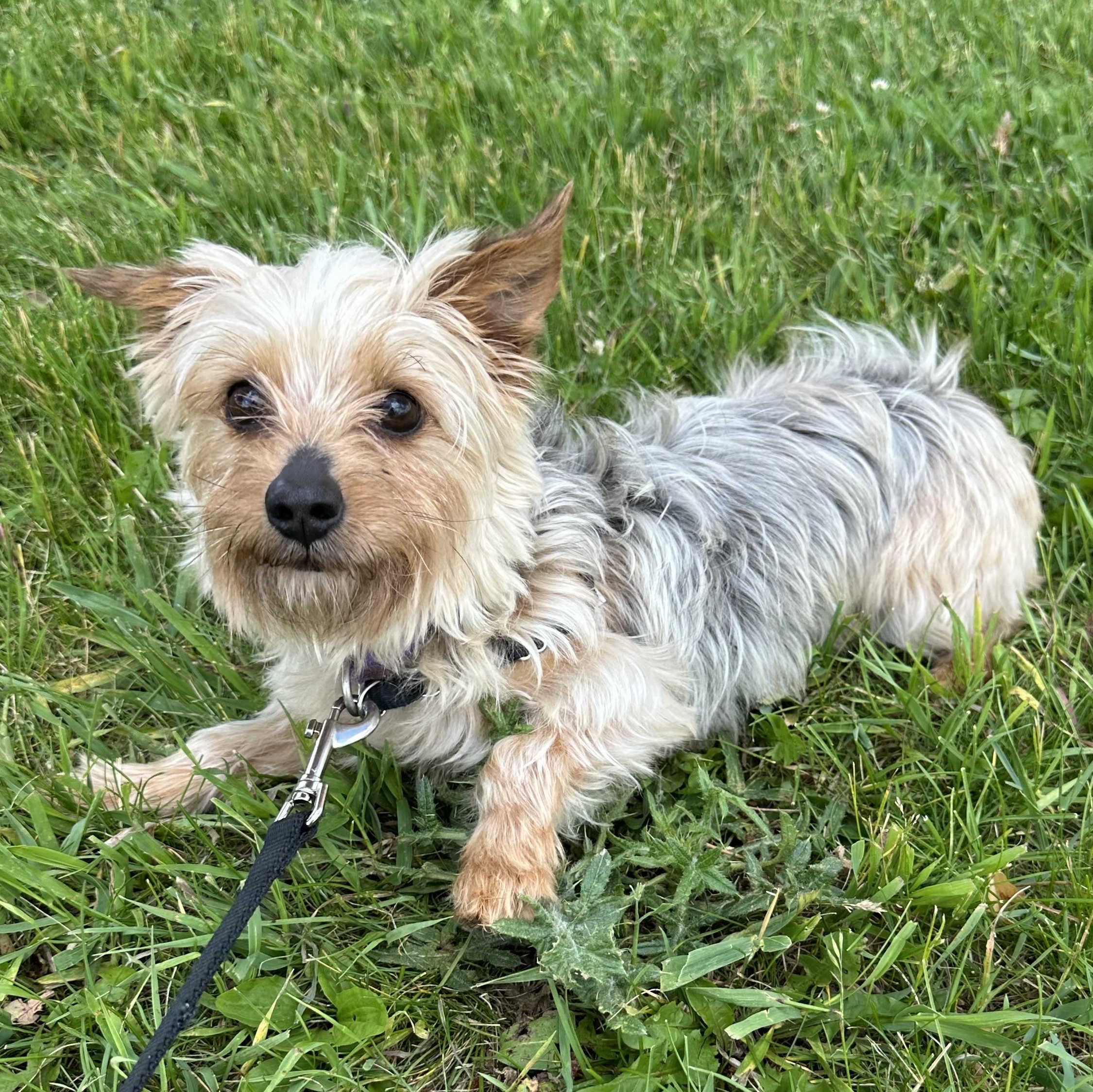 Chanel - Adoption Pending, a Adoptable Yorkshire Terrier in Hartland, WI image 5/6