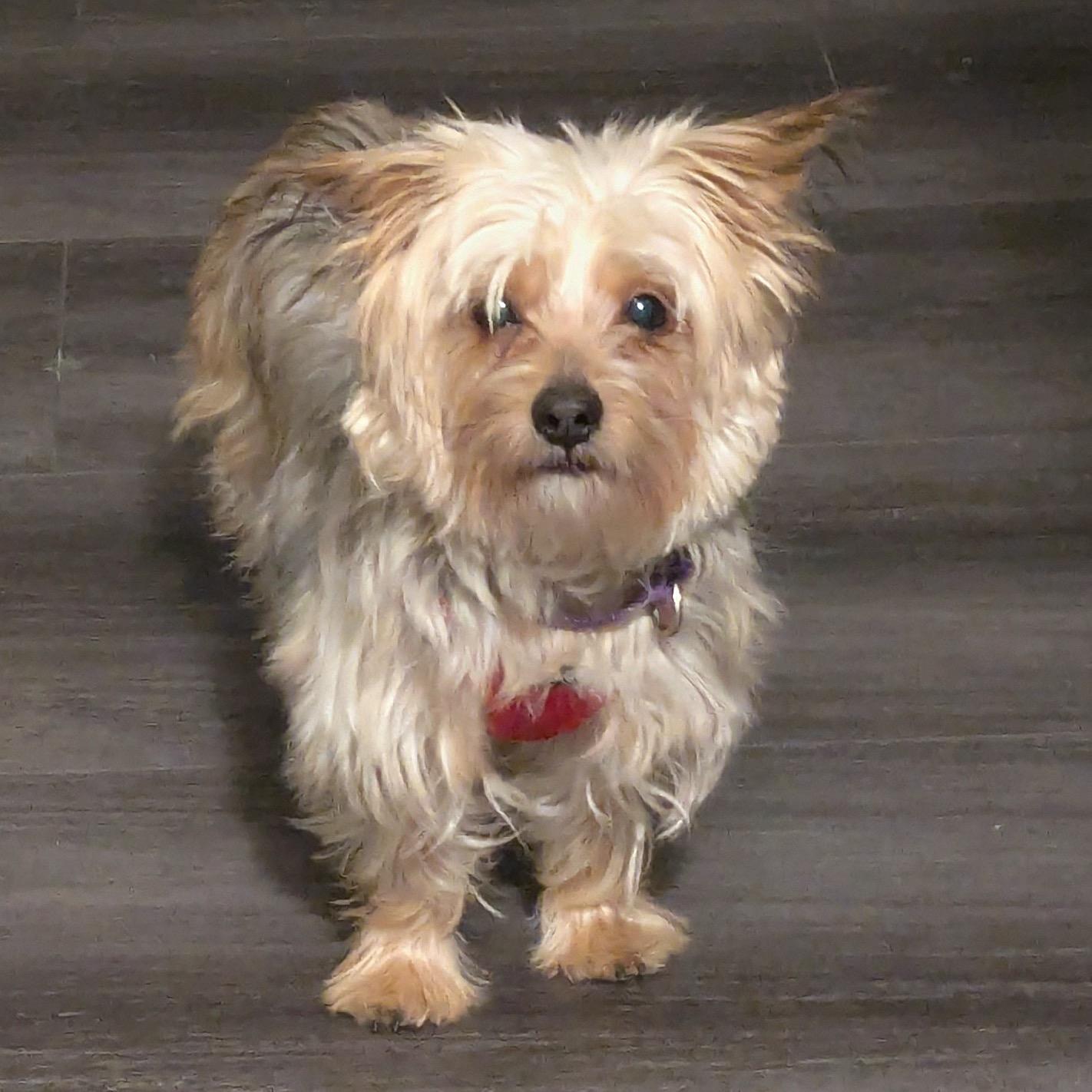 Chanel, Adoptable, Adult Female Yorkshire Terrier.
