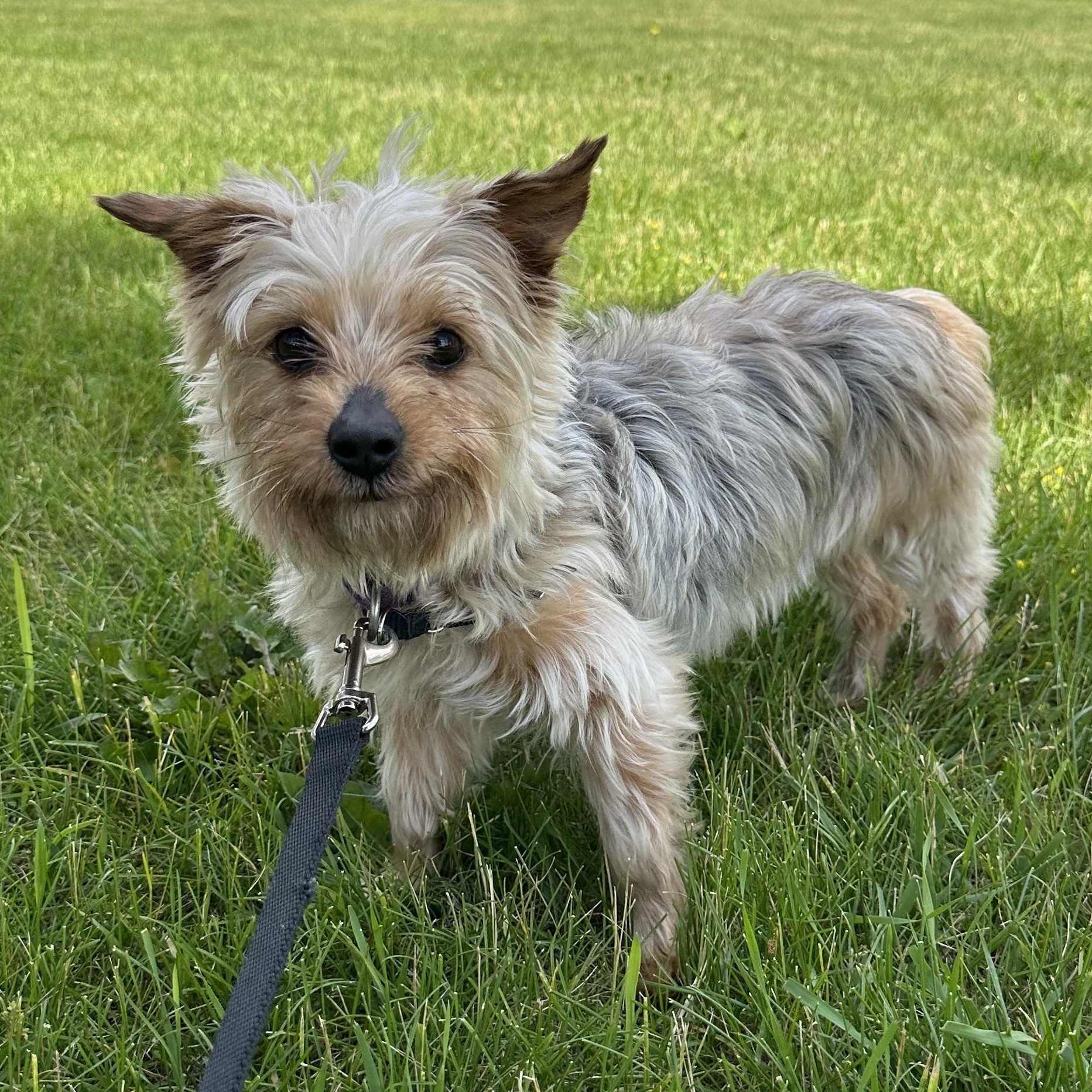 Chanel - Adoption Pending, a Adoptable Yorkshire Terrier in Hartland, WI image 4/6