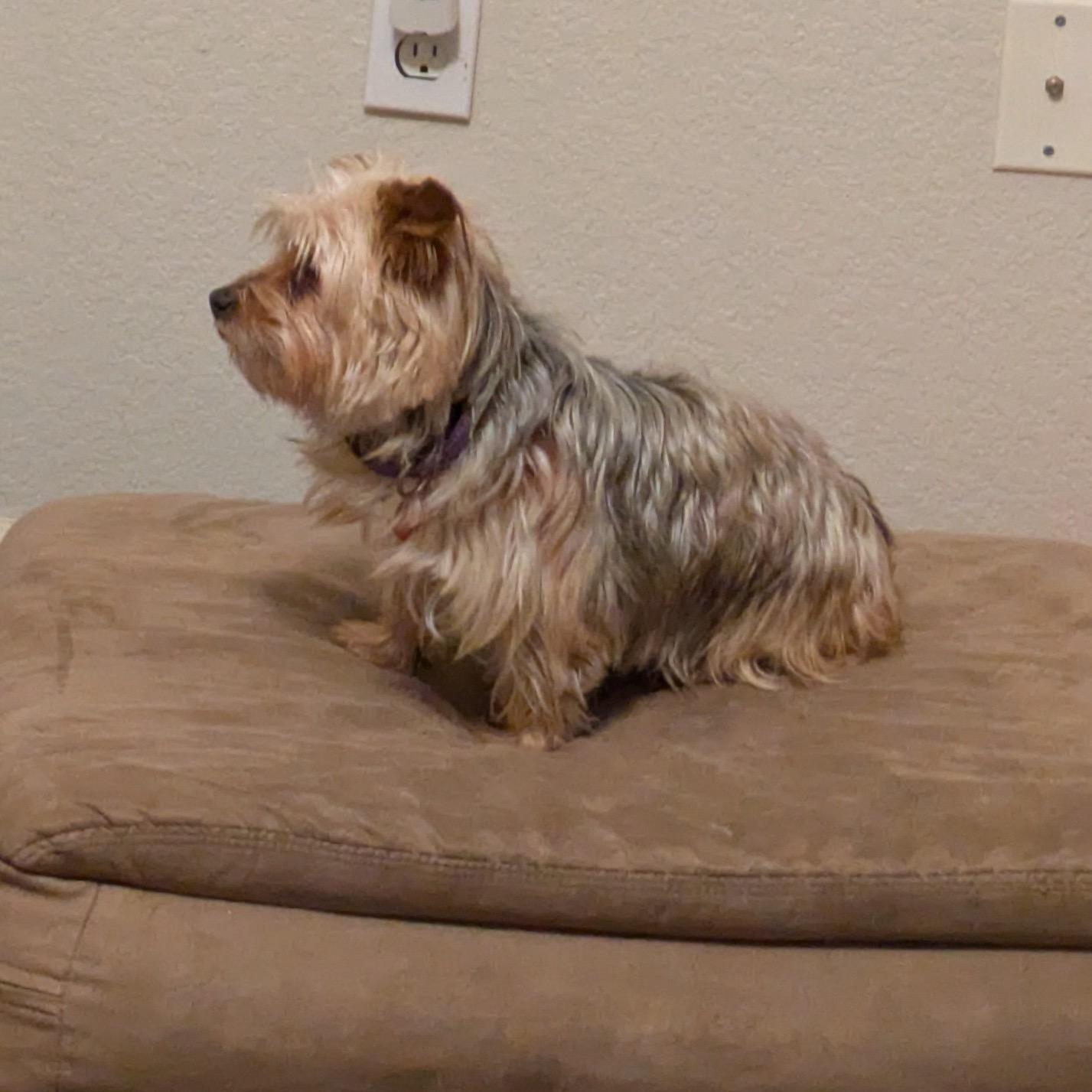 Enlarge Chanel, a Adoptable Yorkshire Terrier in Hartland, WI image 3/6