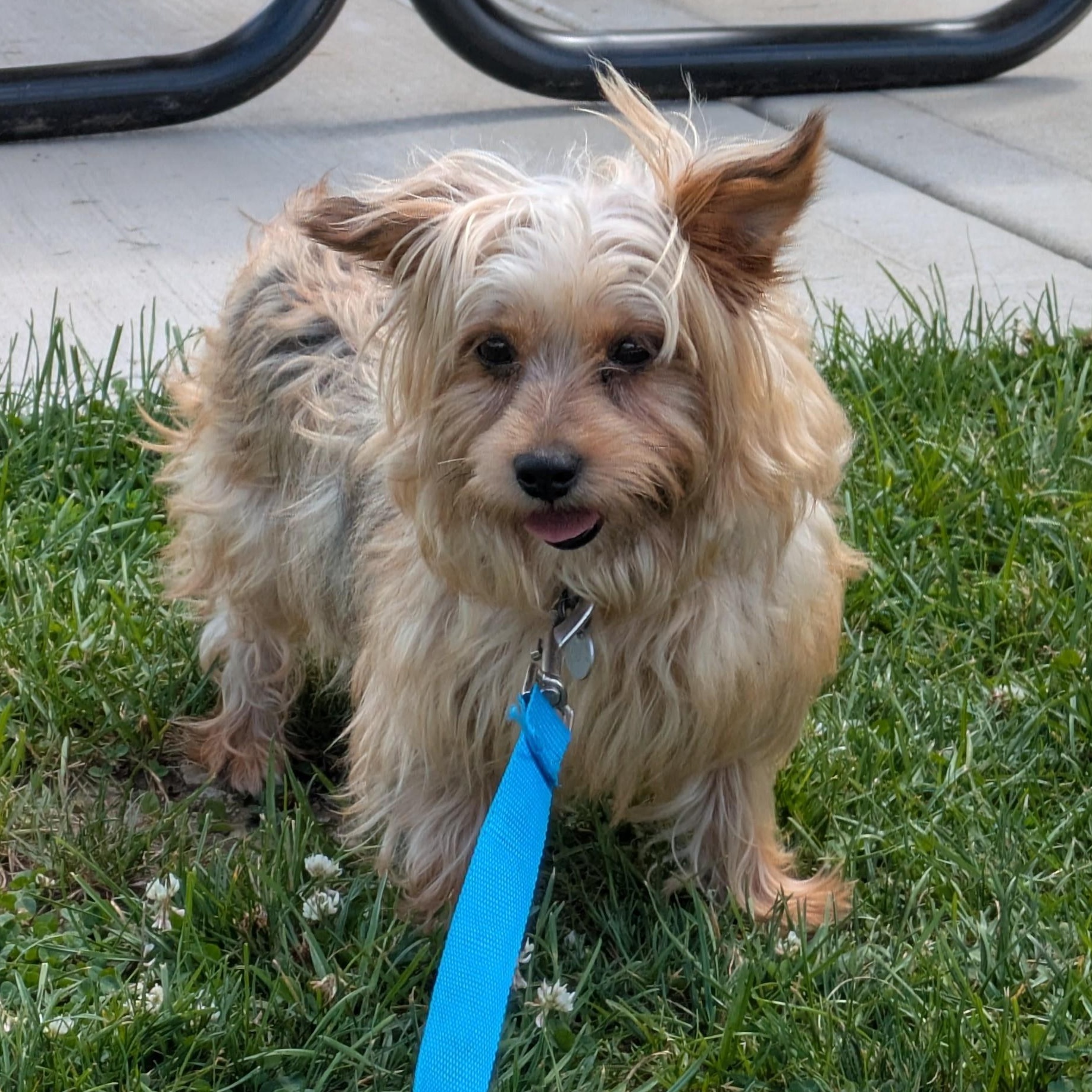Chanel, a Adoptable Yorkshire Terrier in Hartland, WI image 3/6