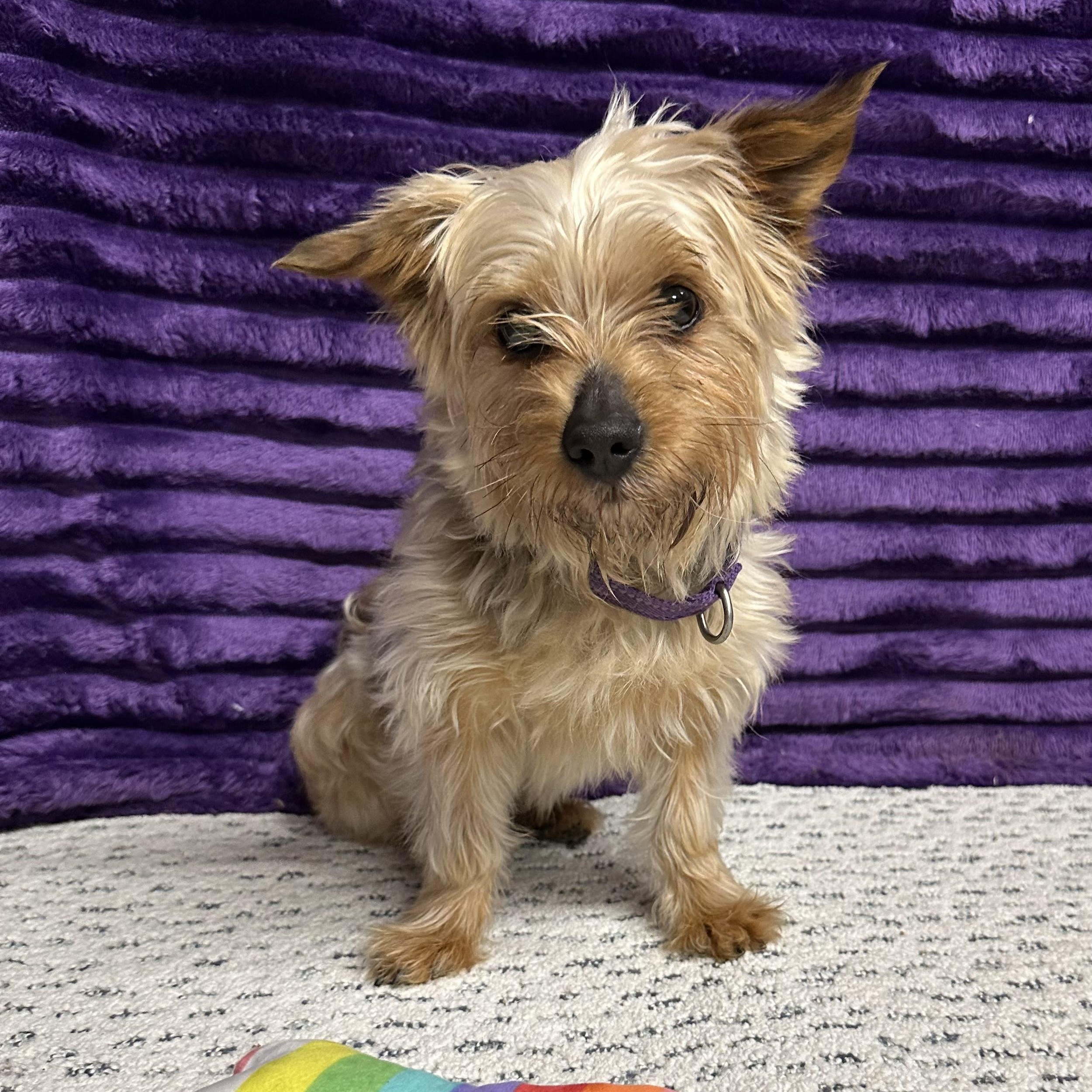 Chanel - Adoption Pending, Adoptable, Adult Female Yorkshire Terrier.