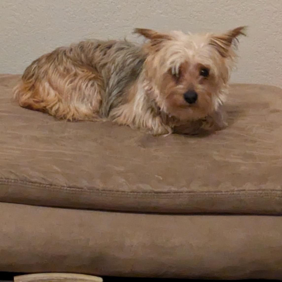 Enlarge Chanel, a Adoptable Yorkshire Terrier in Hartland, WI image 2/6