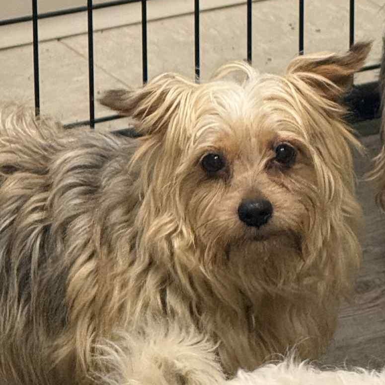 Chanel-Foster Home Needed