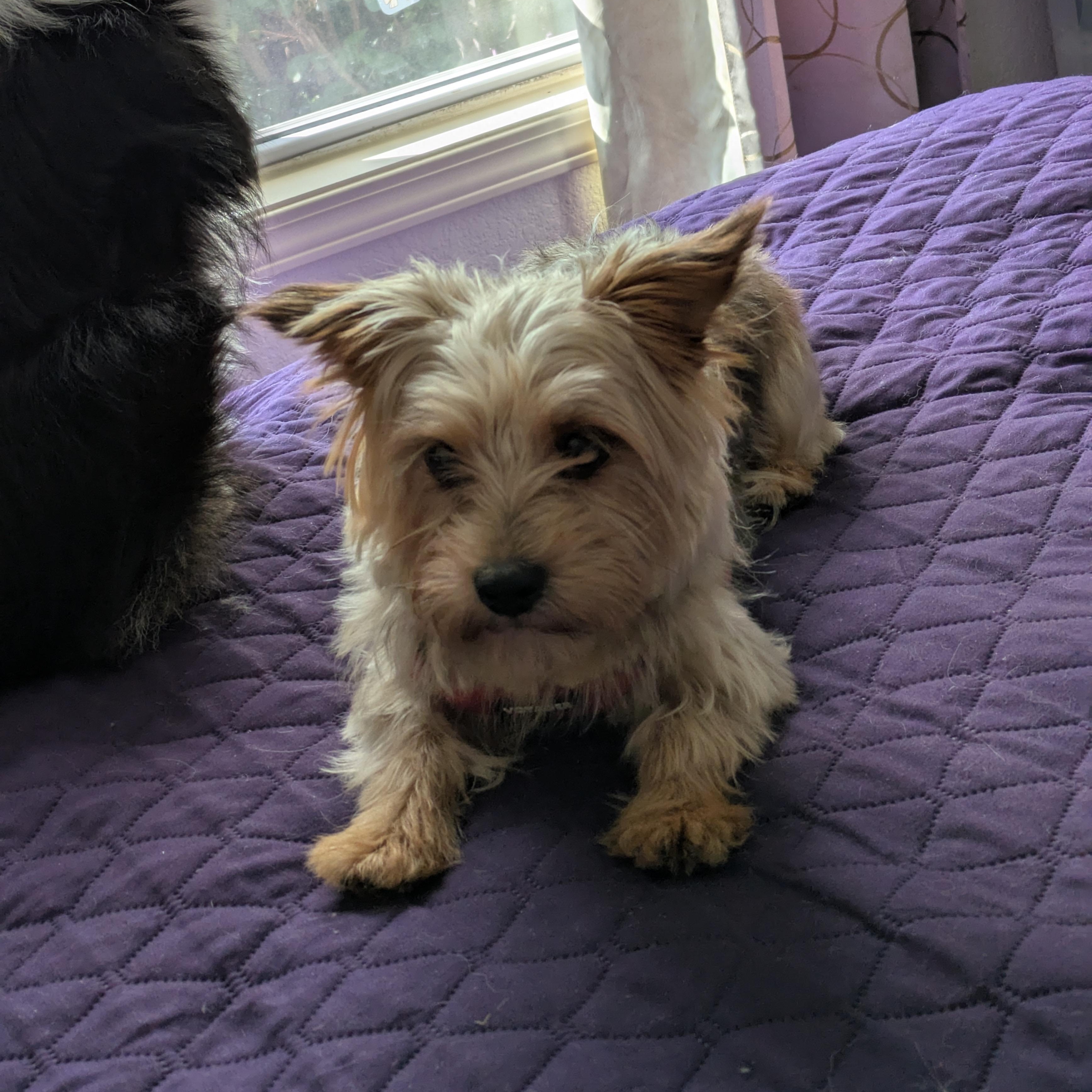 Chanel, Adoptable, Adult Female Yorkshire Terrier.