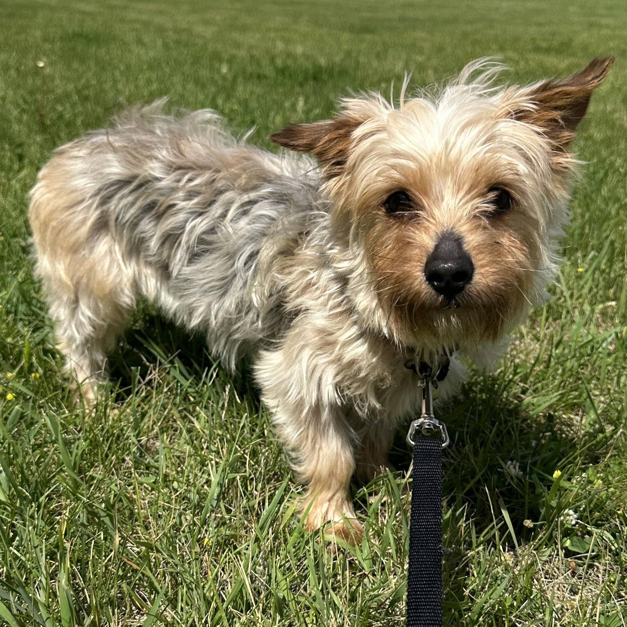 Chanel - Adoption Pending, a Adoptable Yorkshire Terrier in Hartland, WI image 3/6