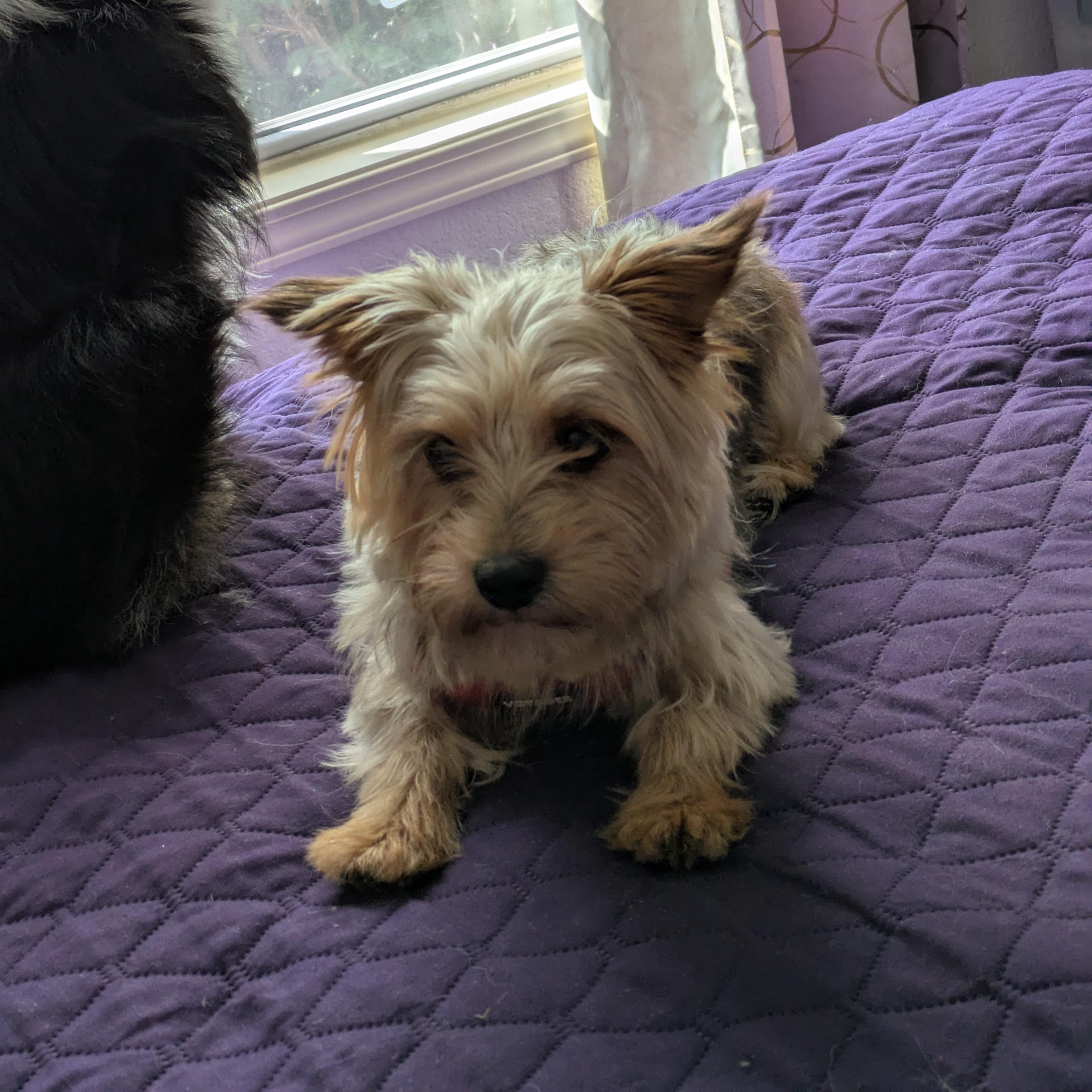 Chanel, a Adoptable Yorkshire Terrier in Hartland, WI image 2/6