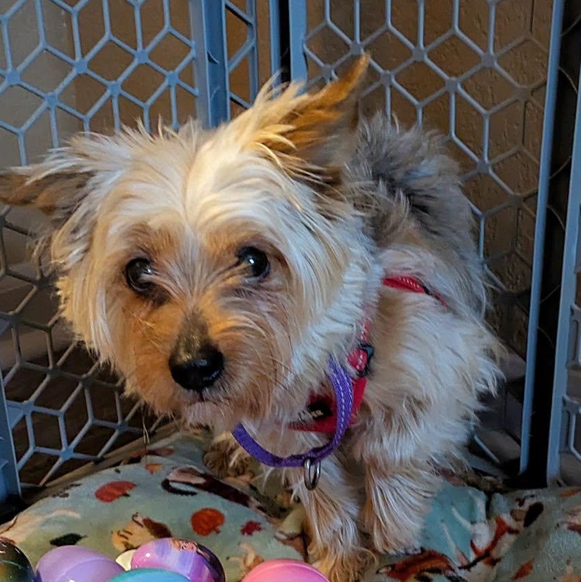 Enlarge Chanel, a Adoptable Yorkshire Terrier in Hartland, WI image 2/6