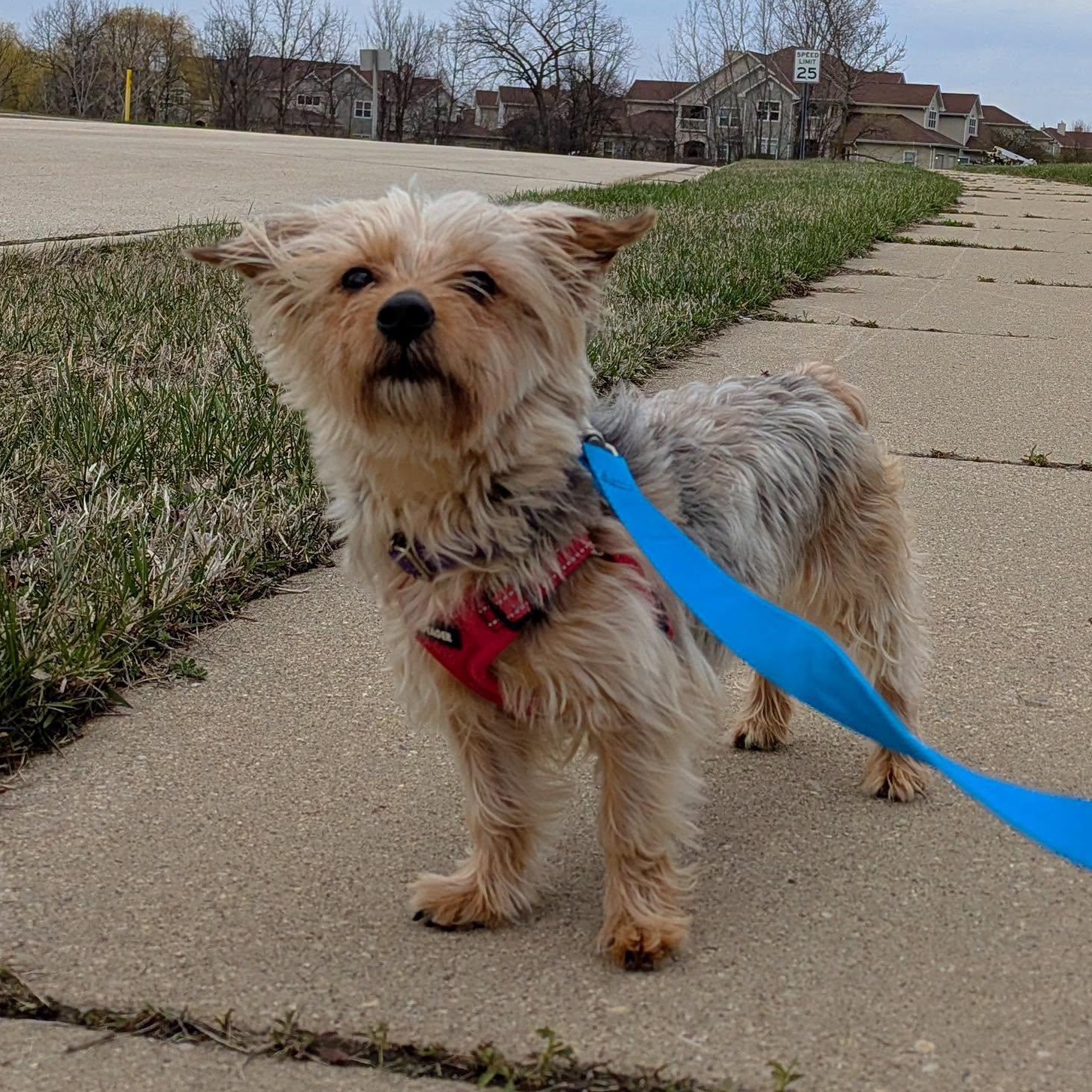 Chanel, Adoptable, Adult Female Yorkshire Terrier.