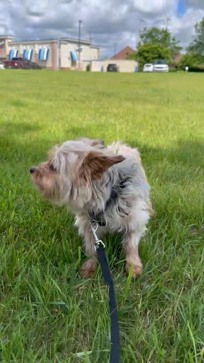 Enlarge Chanel - Adoption Pending, a Adoptable Yorkshire Terrier in Hartland, WI video 6/6