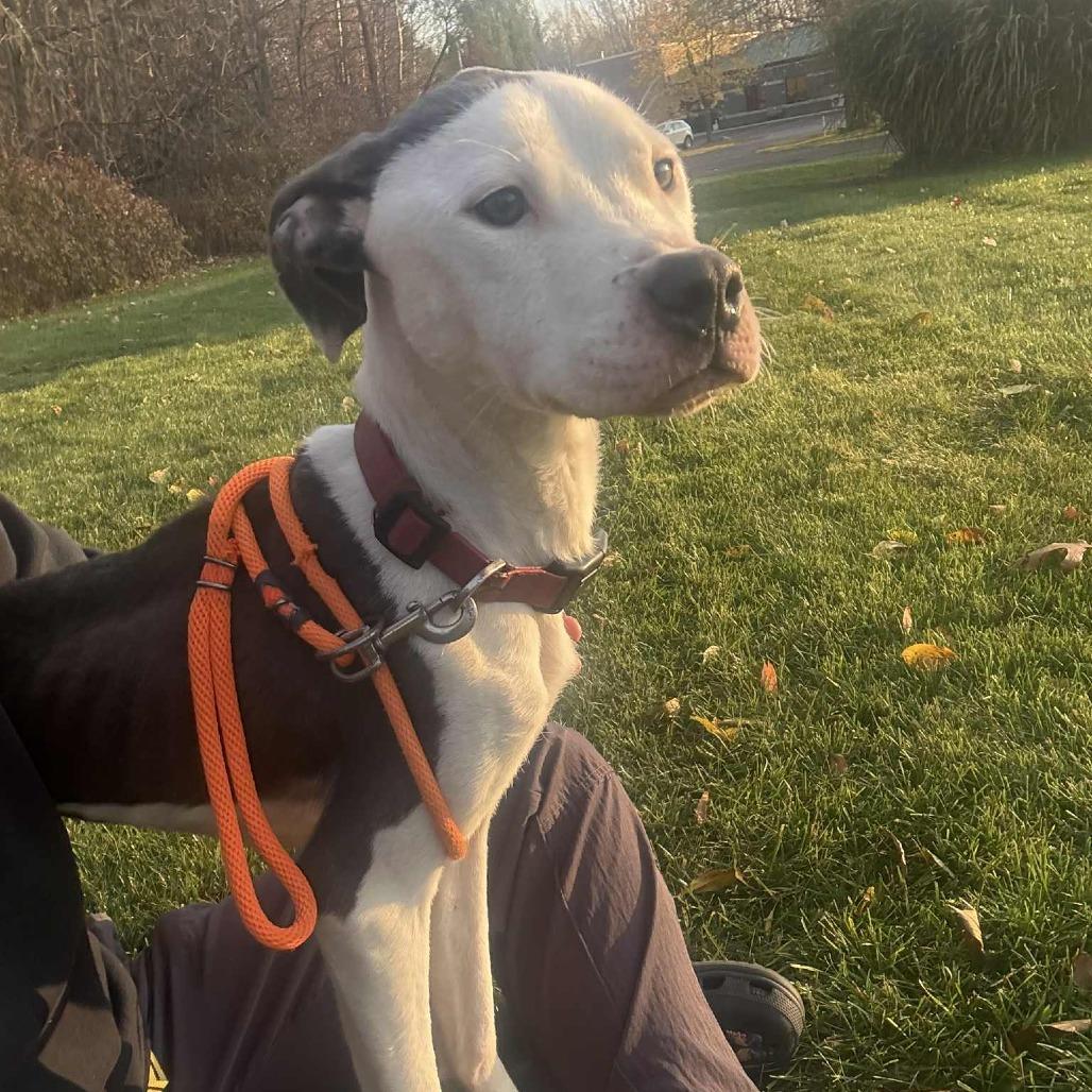 Champion-Foster, Adoptable, Adult Male Mixed Breed.