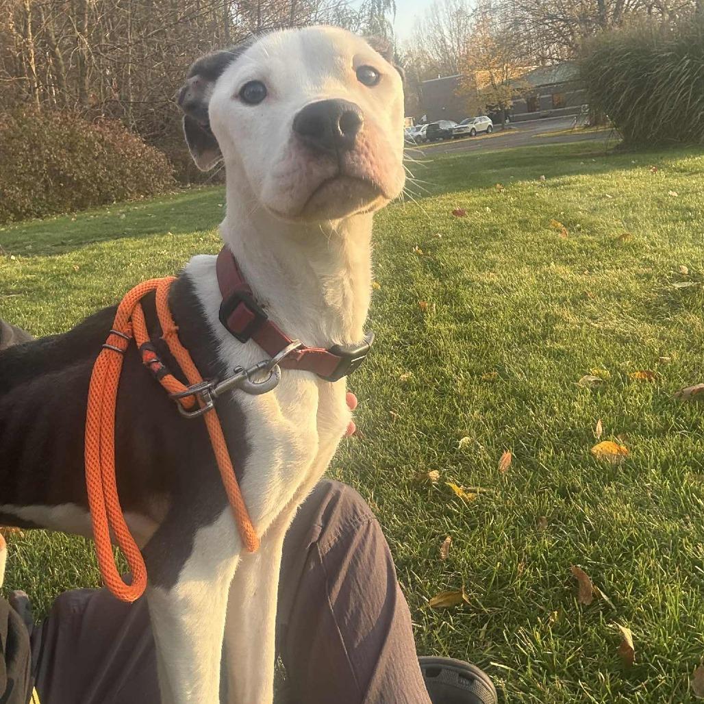 Champion-Foster — thumbnail 3