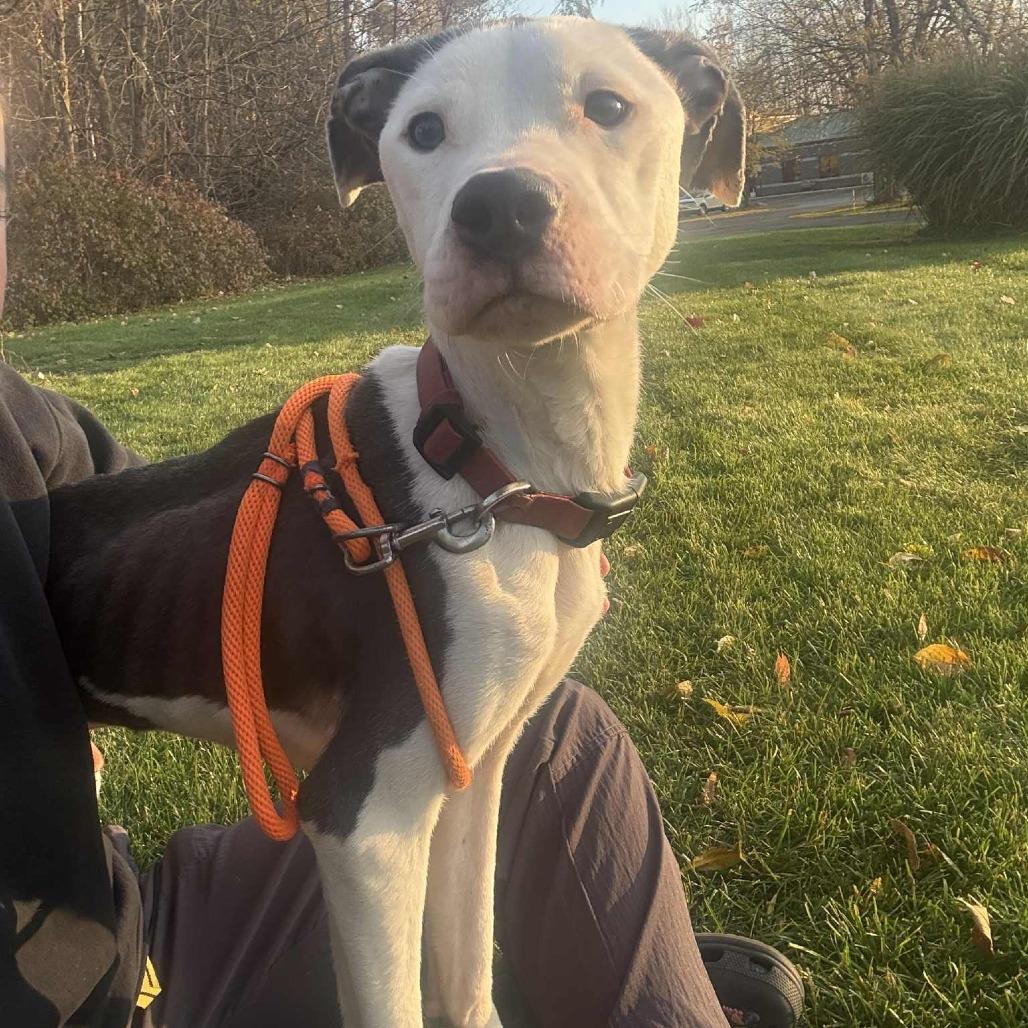 Enlarge Champion-Foster, a Adoptable Mixed Breed in Grand Rapids, MI image 2/6