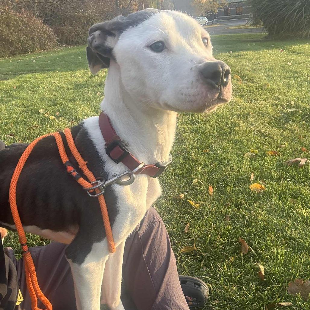 Enlarge Champion-Foster, a Adoptable Mixed Breed in Grand Rapids, MI image 3/6