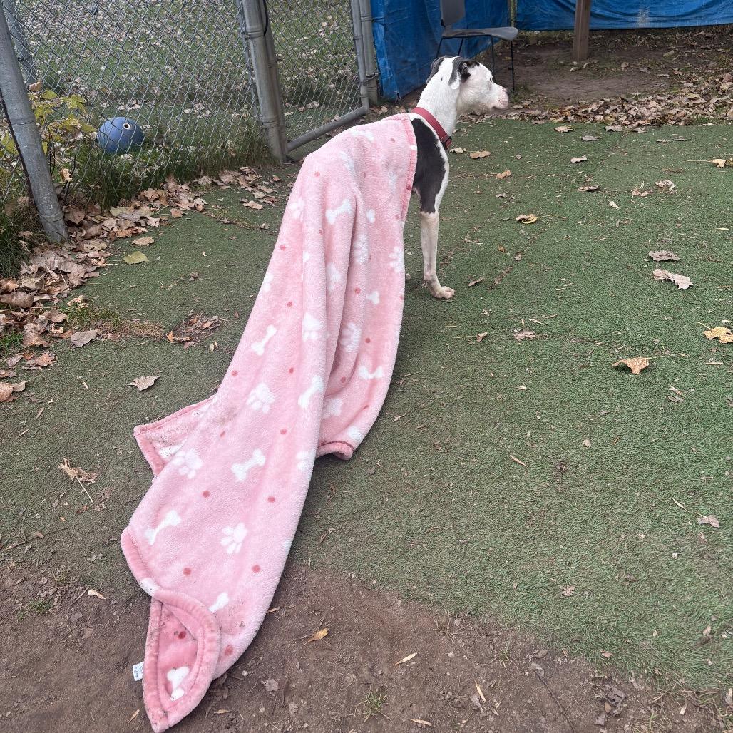 Enlarge Champion-Foster, a Adoptable Mixed Breed in Grand Rapids, MI image 4/6