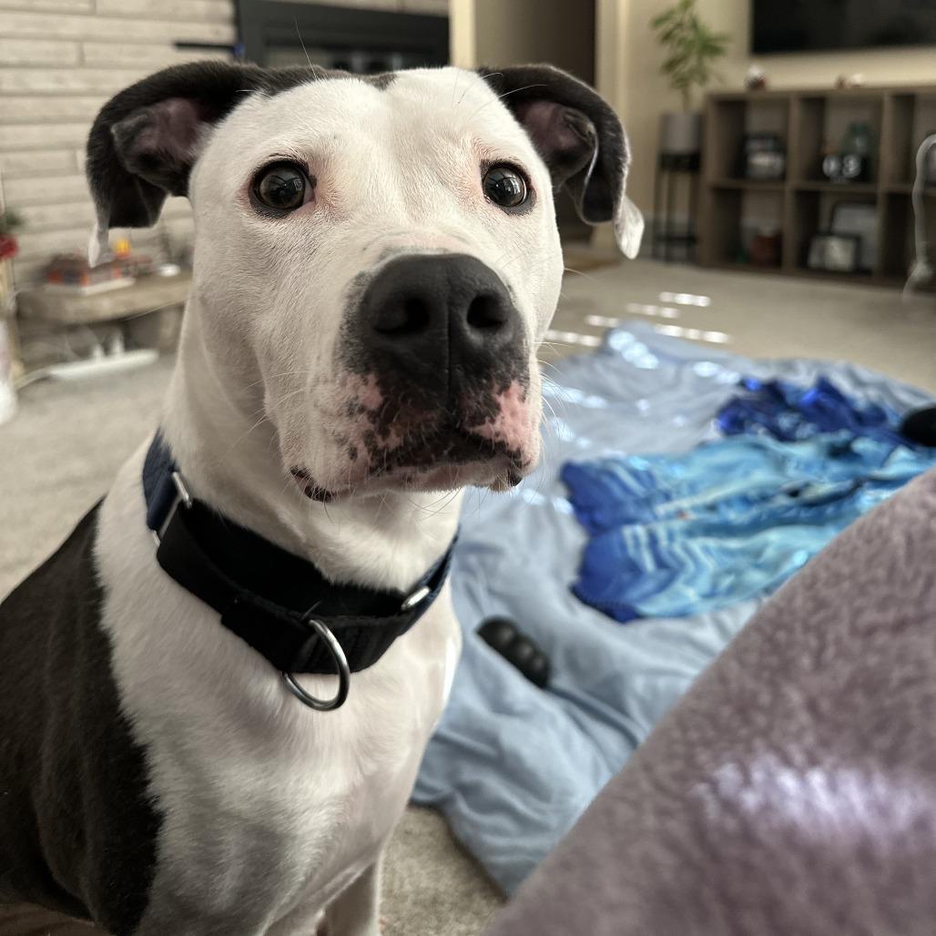 Champion-Foster, a Adoptable Mixed Breed in Grand Rapids, MI image 5/6