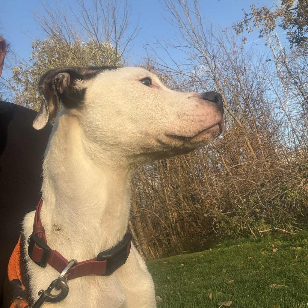 Enlarge Champion-Foster, a Adoptable Mixed Breed in Grand Rapids, MI image 5/6