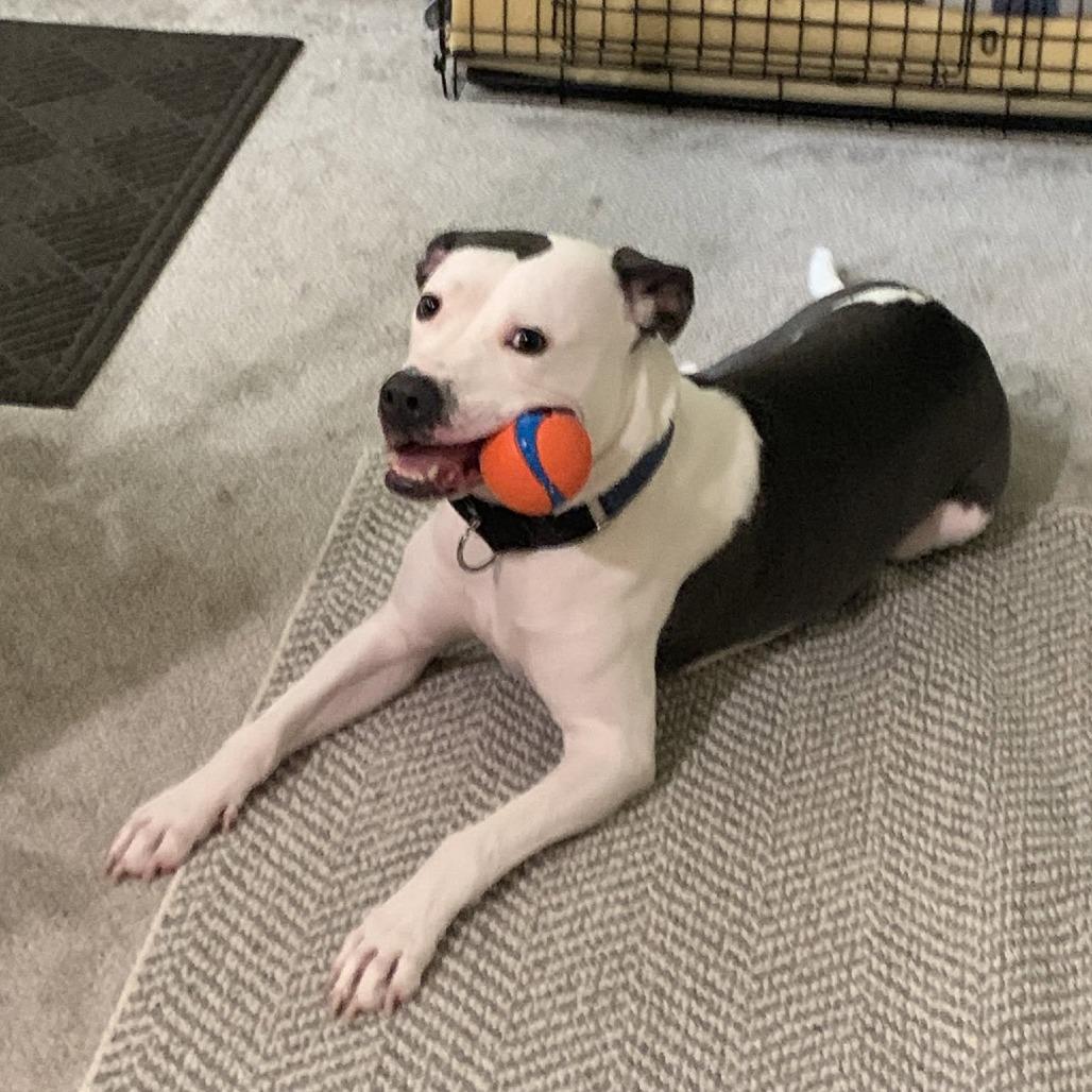 Champion-Foster, a Adoptable Mixed Breed in Grand Rapids, MI image 6/6