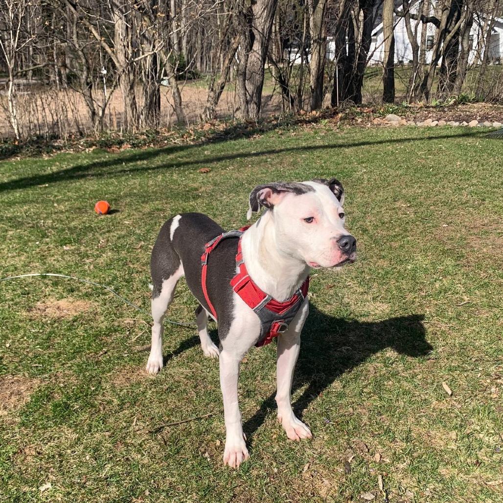 Enlarge Champion-Foster, a Adoptable Mixed Breed in Grand Rapids, MI image 6/6