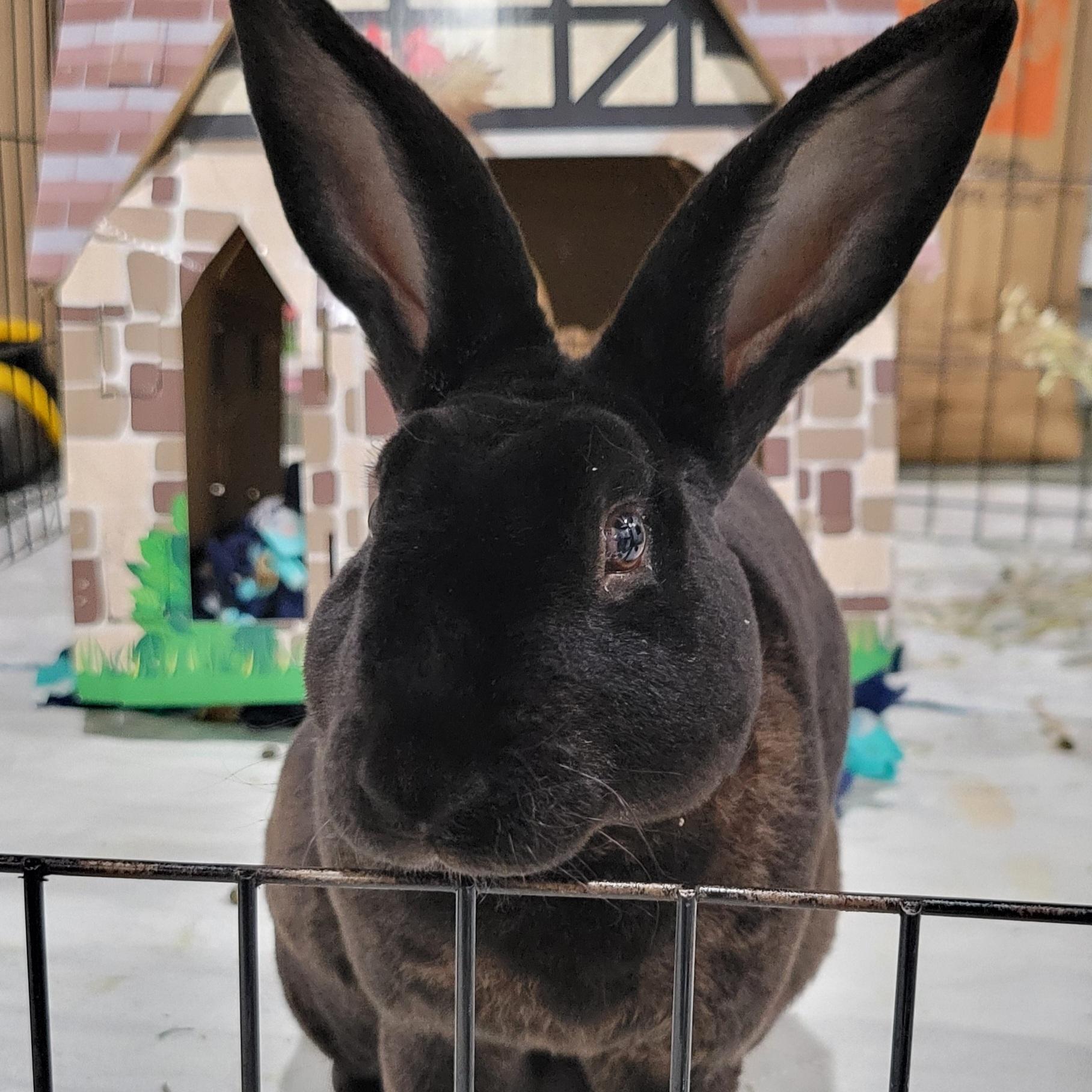 Nolan, Adoptable, Adult Male Rex.