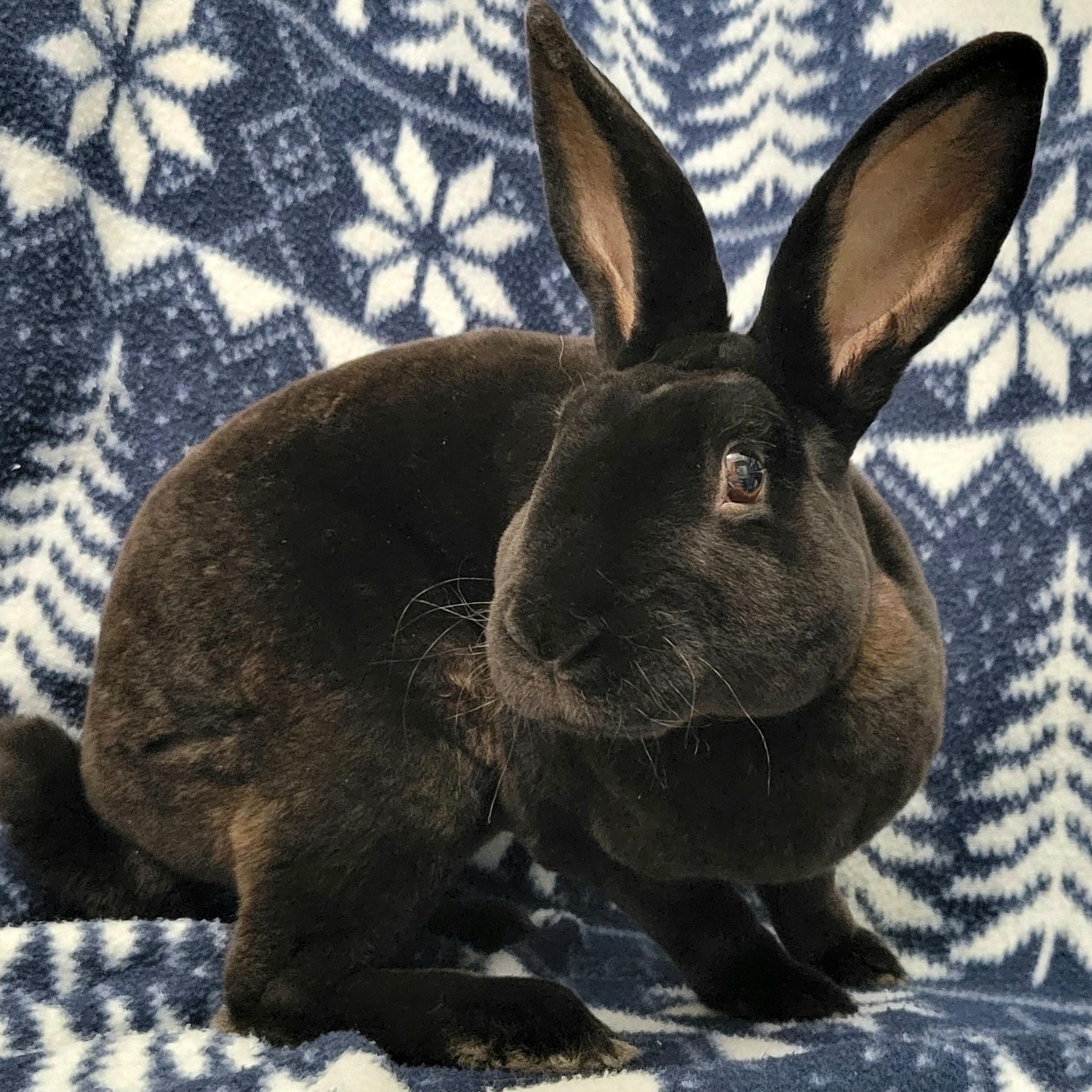 Enlarge Nolan, a Adoptable Rex in Pittsburgh, PA image 2/6