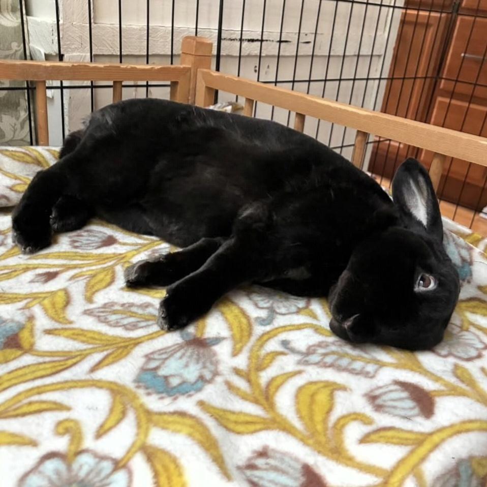 Enlarge Nolan, a Adoptable Rex in Pittsburgh, PA image 4/6