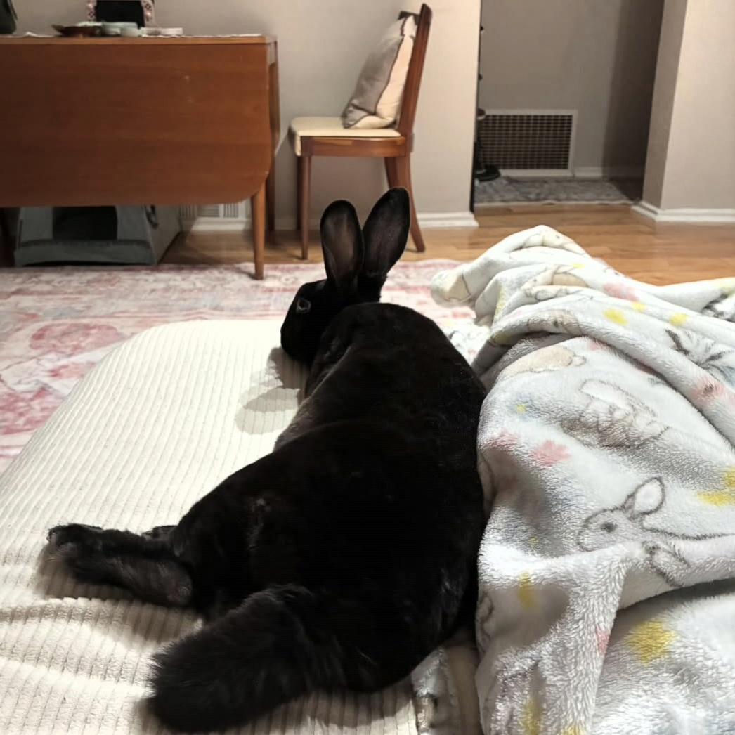 Enlarge Nolan, a Adoptable Rex in Pittsburgh, PA image 2/6