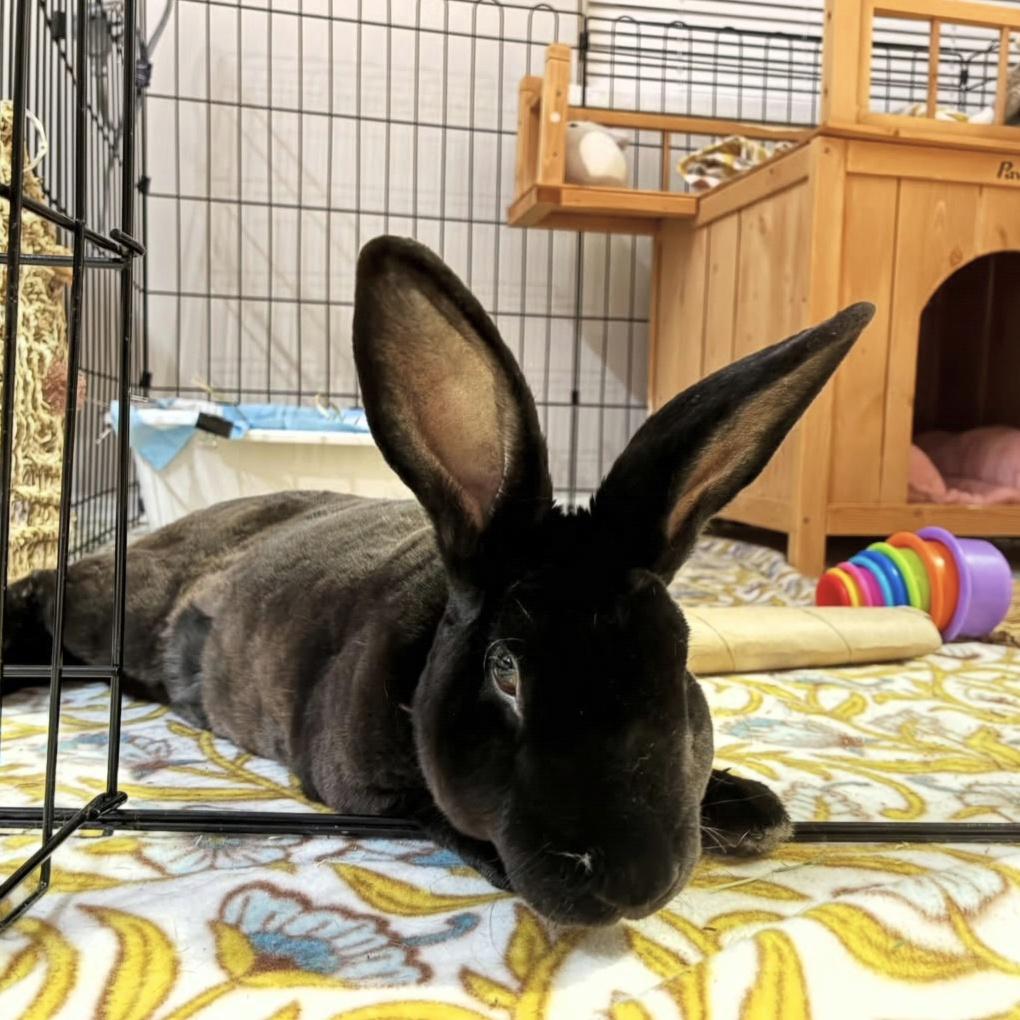 Enlarge Nolan, a Adoptable Rex in Pittsburgh, PA image 6/6