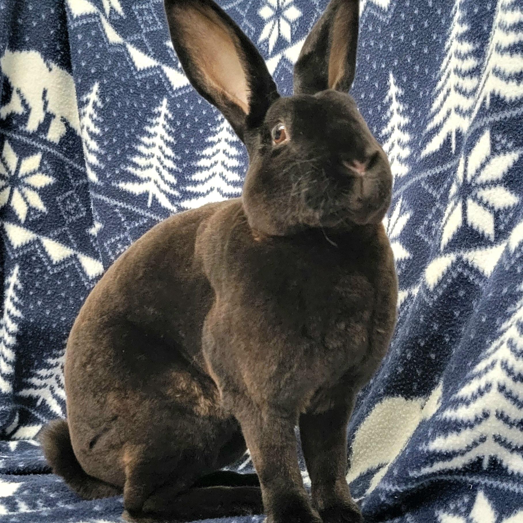 Enlarge Nolan, a Adoptable Rex in Pittsburgh, PA image 3/6