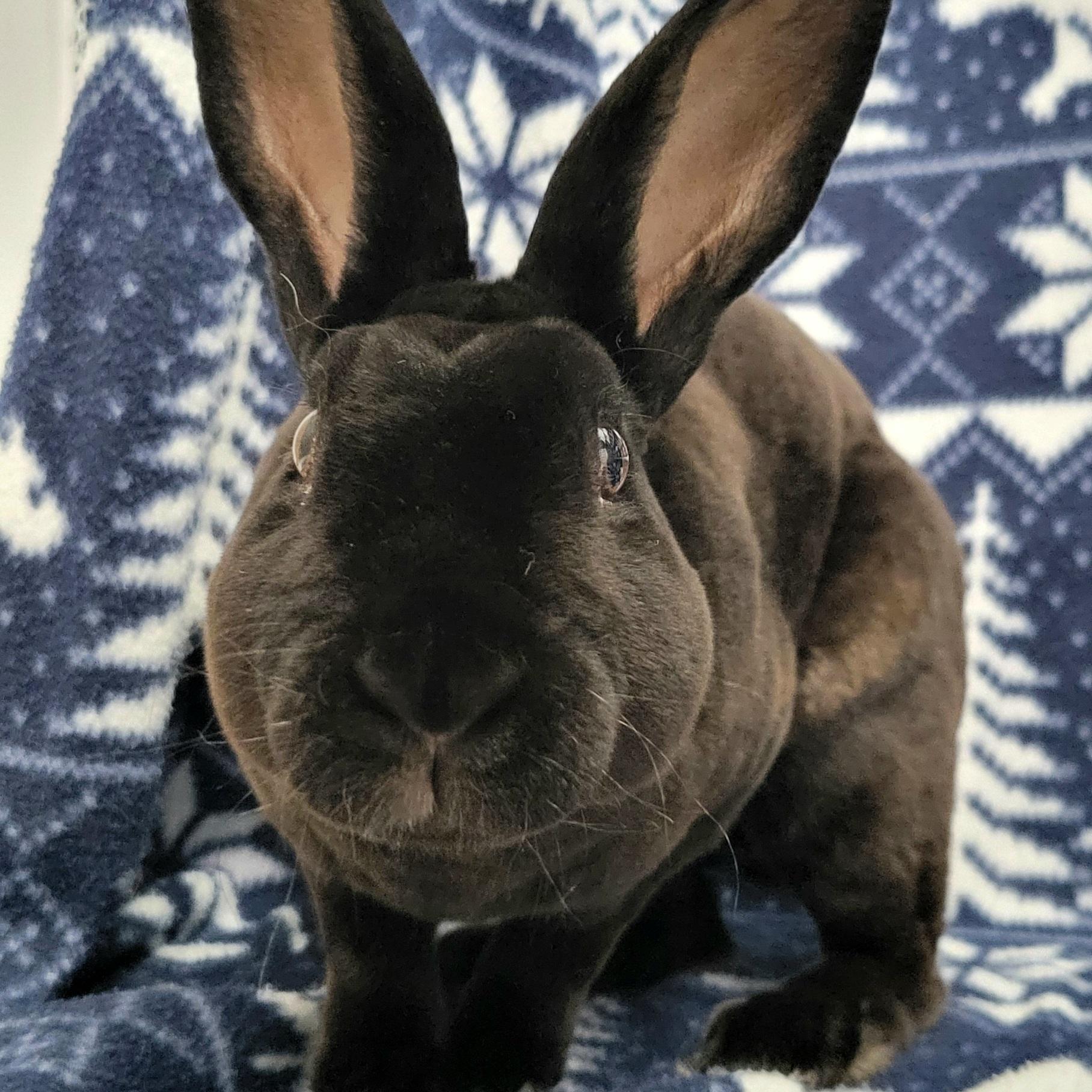 Nolan, Adoptable, Adult Male Rex.