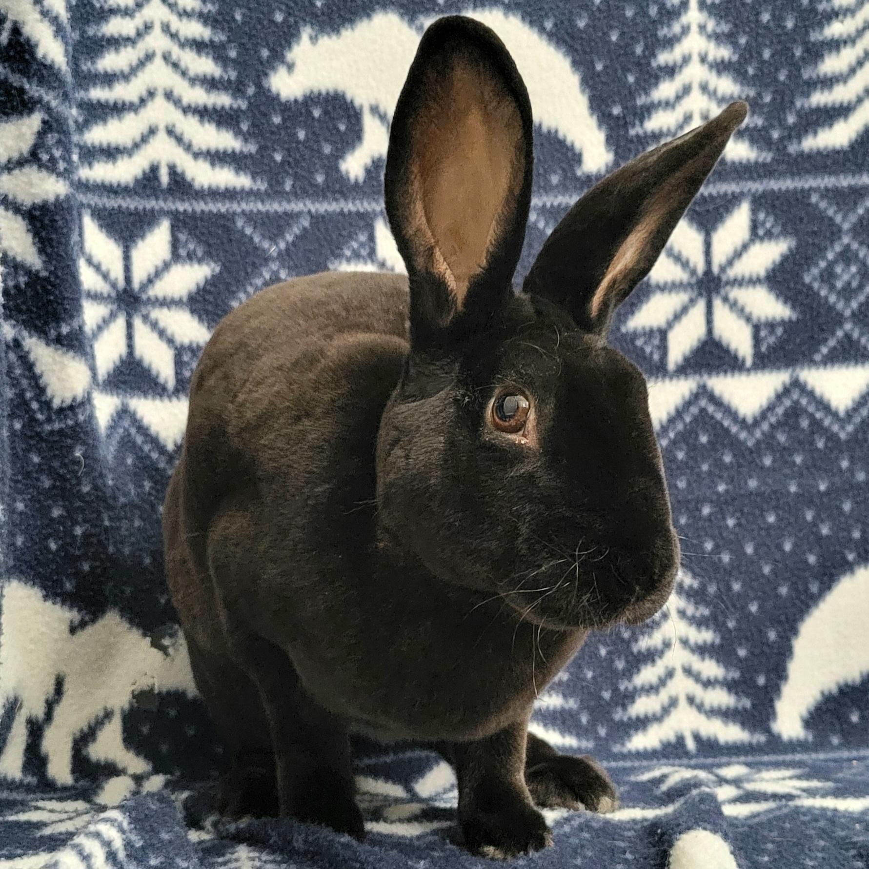 Enlarge Nolan, a Adoptable Rex in Pittsburgh, PA image 6/6