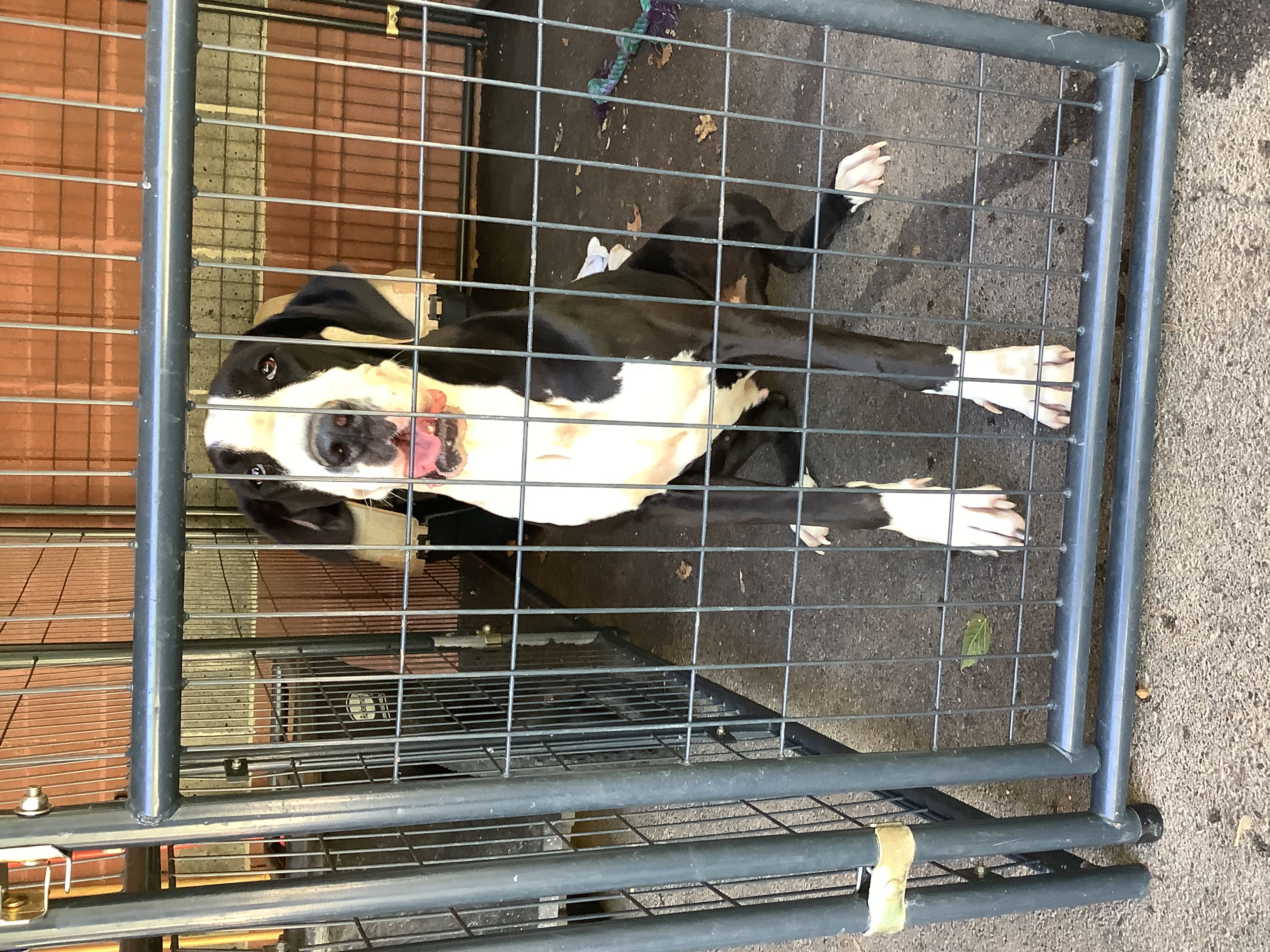 Dog for adoption Savannah, a Great Dane in Scottsboro, AL Petfinder