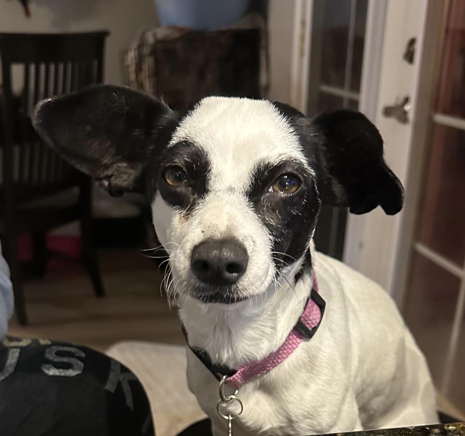 Enlarge Vesta, a Adoptable Chihuahua in West Richland, WA image 2/4