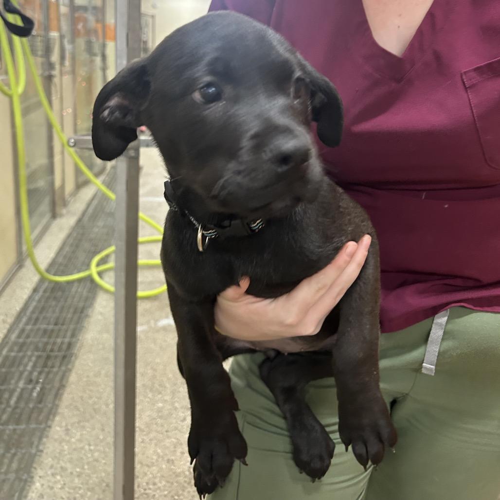 Holly(Blue/black collar), Adoptable, Puppy Female Mixed Breed.