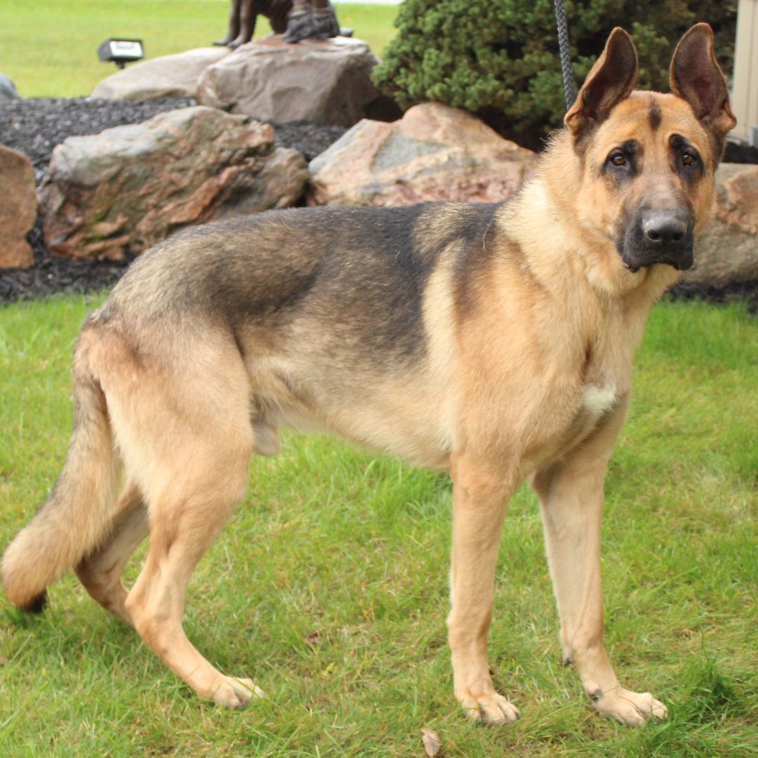 Jeffrey, a Adoptable German Shepherd Dog in Eaton, OH image 2/6