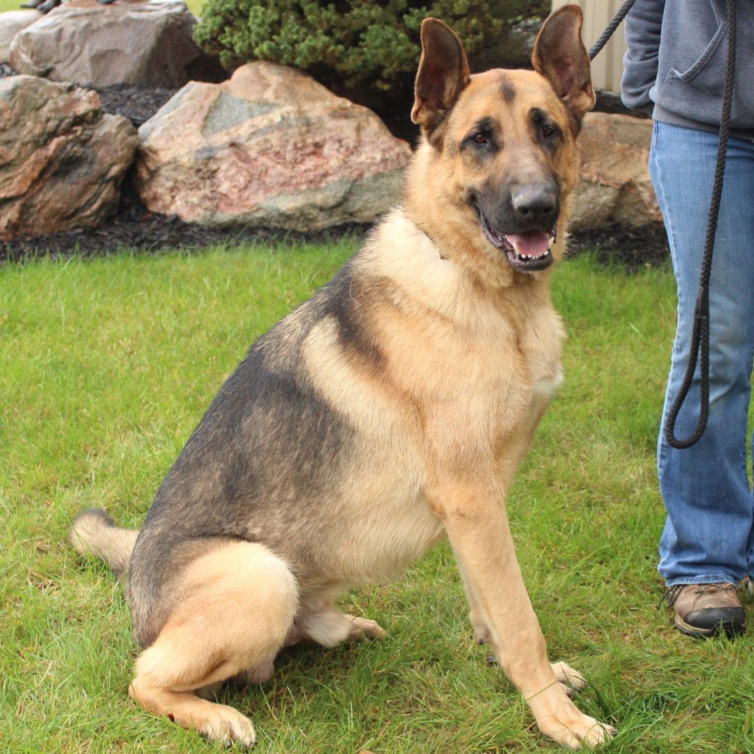Jeffrey, a Adoptable German Shepherd Dog in Eaton, OH image 3/6