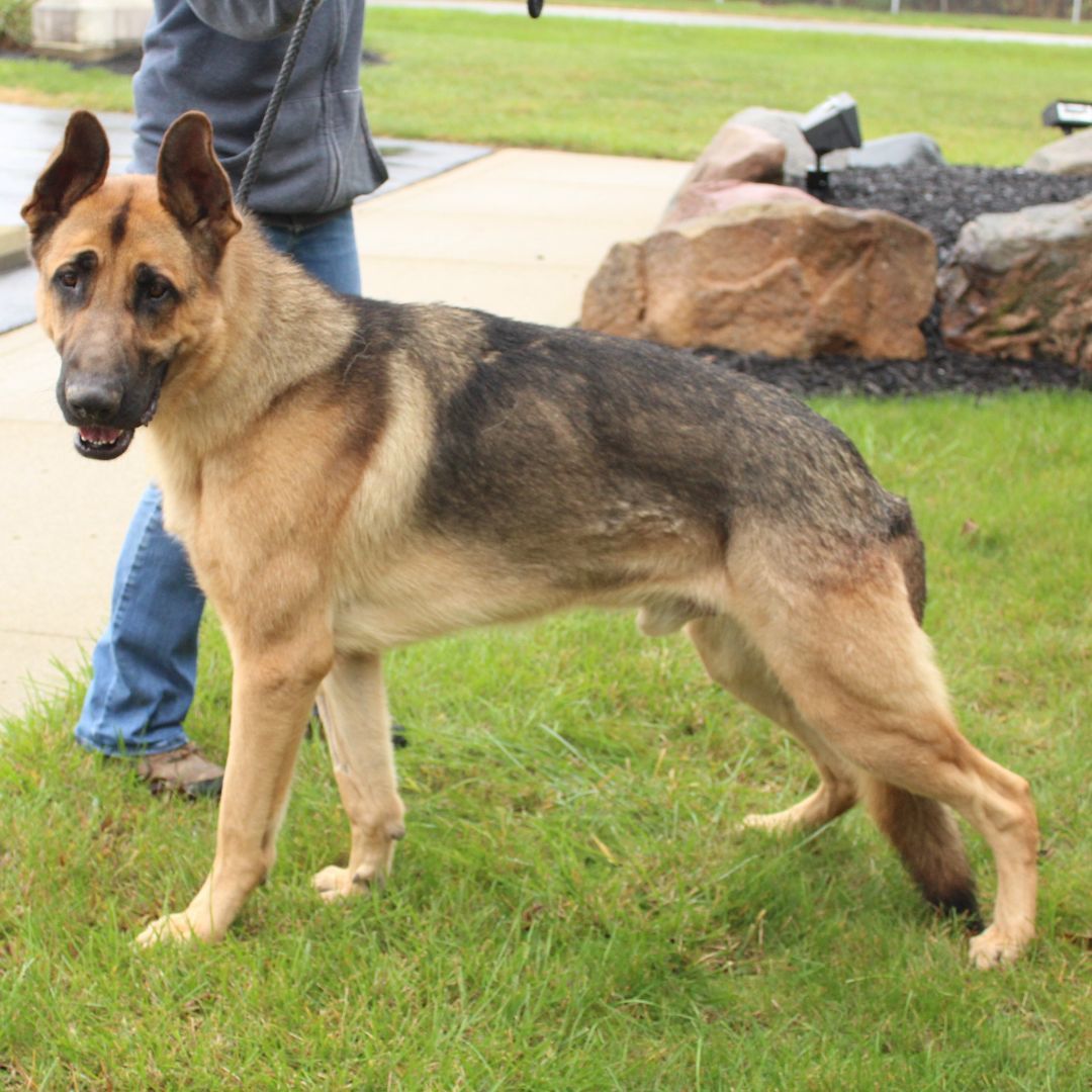 Jeffrey, a Adoptable German Shepherd Dog in Eaton, OH image 4/6