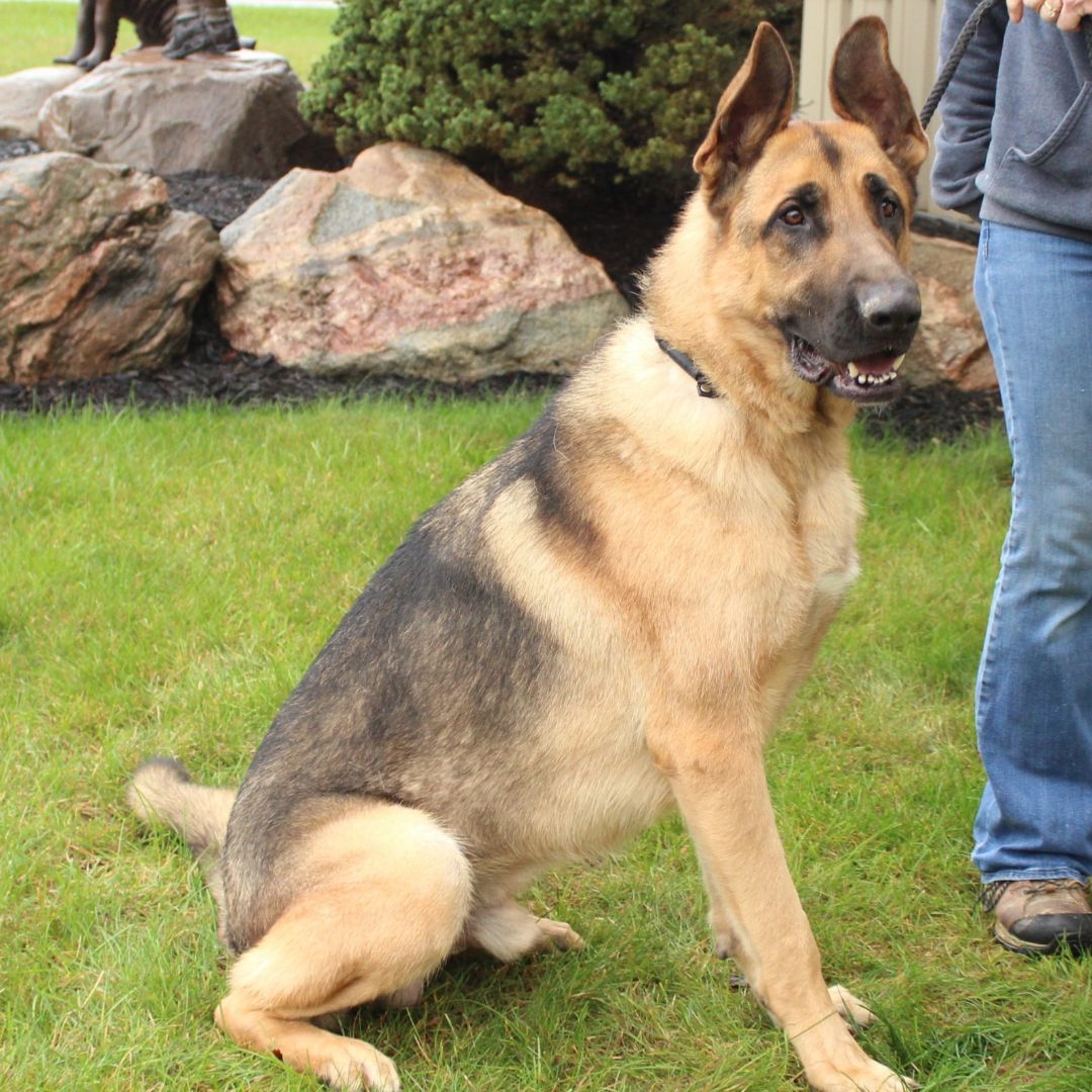 Jeffrey, a Adoptable German Shepherd Dog in Eaton, OH image 5/6