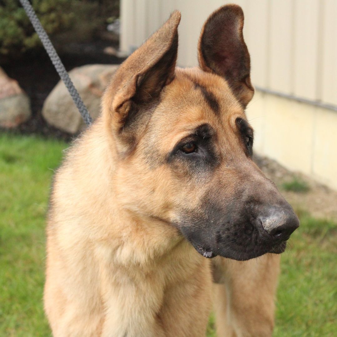 Jeffrey, a Adoptable German Shepherd Dog in Eaton, OH image 6/6