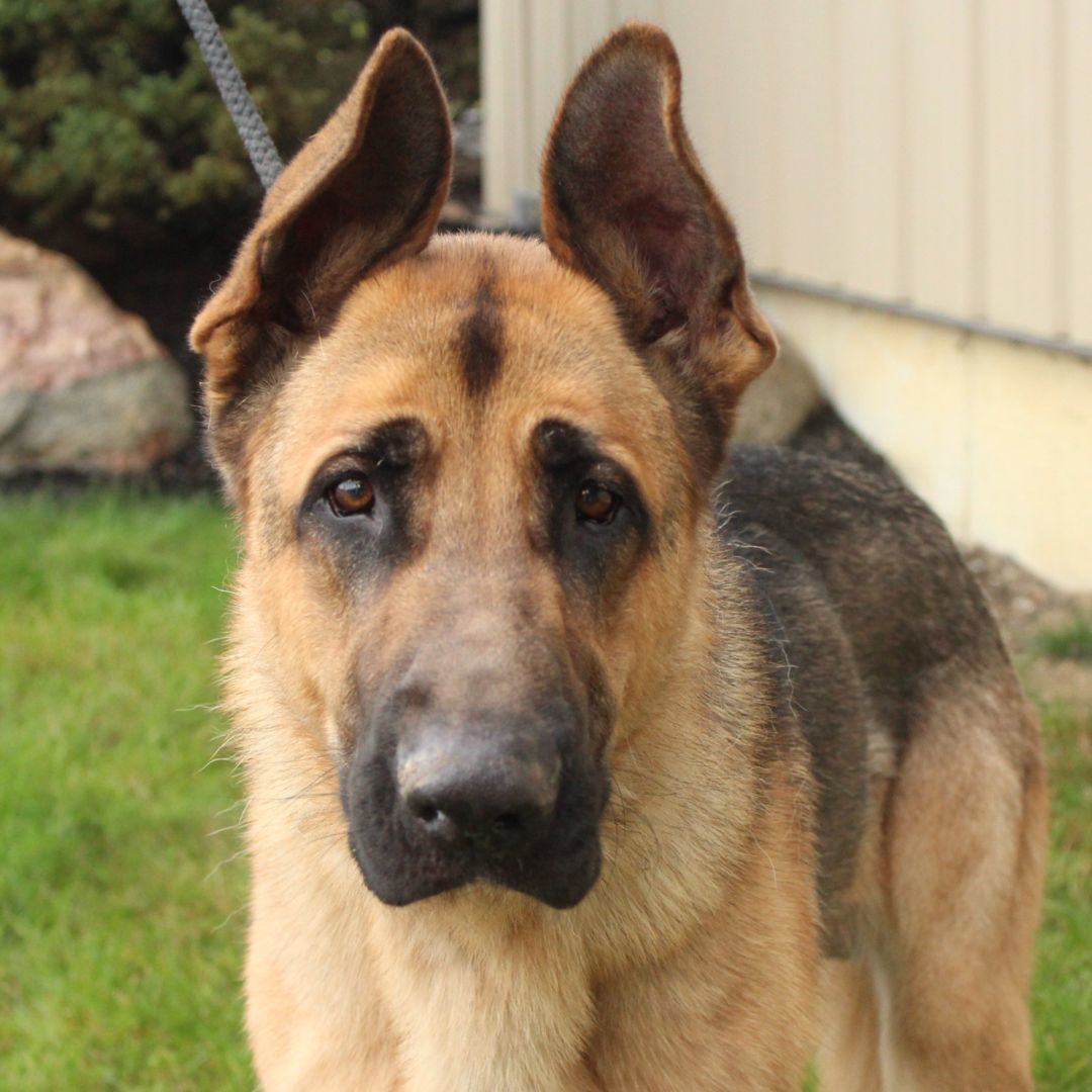 Jeffrey, a Adoptable German Shepherd Dog in Eaton, OH image 1/6