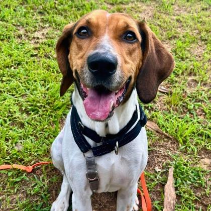 Rouxster, Adoptable, Adult Male Hound & Mixed Breed.