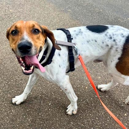 Enlarge Rouxster, a Adoptable mixed breed in Richmond, VA image 2/3