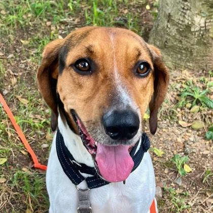 Enlarge Rouxster, a Adoptable mixed breed in Richmond, VA image 3/3