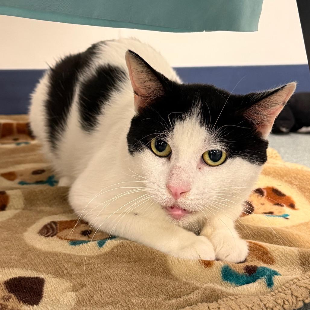 Enlarge Crona, a Adoptable Domestic Short Hair in West Palm Beach, FL image 1/1