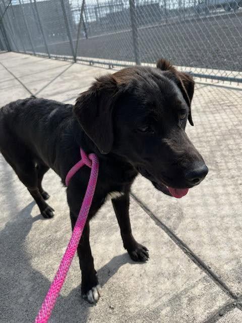 Bria - Soon-to-be Training Graduate Needs Foster, ADOPTABLE, Young Female Black Labrador Retriever & Border Collie.